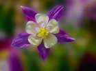 USA- Washington State- Sammamish. Garden with colorful columbine flower Art Print